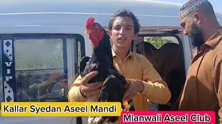 Kallar Syedan Aseel Mandi | New Birds in Market | Rawalpindi Murgha Mandi | Mianwali Aseel Club #bmw