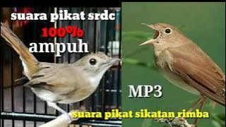 Suara pikat srdc||pikat sikatan rimba MP3 ampuh