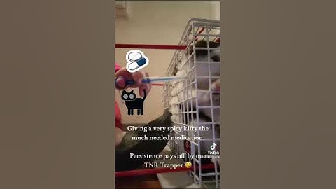 Medicating a Feral Cat: A Glimpse into Our TNR Program 🐾