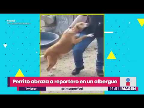 Video: Resoluciones fáciles de Año Nuevo para mejorar la vida de su mascota