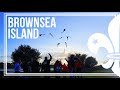 Brownsea island  un scout