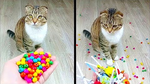 Cat Marbles Satisfying Reverse Video ASMR Funny Video