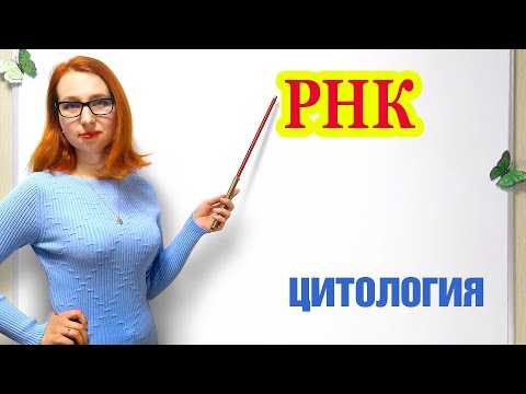 РНК. Строение, виды и функции.