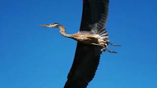 Flash back Friday blue heron watching