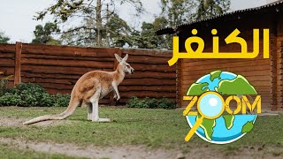 معلومات مثيرة عن الكنغر.. أشهر وأكبر الحيوانات الجرابية kangaroo | عالم الحيوان