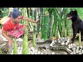 Find food for animals encountering eggs and snakes in bamboo shoots - Cook more eggs for animals.