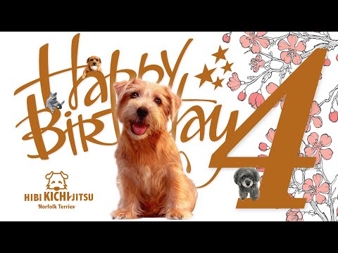 【特別編】愛犬キチ Happy 4th Birthday【 dog ノーフォークテリア norfolkterrier 桜】