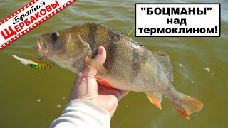 видео: ЗА хищной РЫБОЙ с лодкой В ЖАРУ. Что такое ТЕРМОКЛИН? Спасительный КОНДИЦИОНЕР ДЛЯ ОДЕЖДЫ! картинка: ЗА хищной РЫБОЙ с лодкой В ЖАРУ. Что такое ТЕРМОКЛИН? Спасительный КОНДИЦИОНЕР ДЛЯ ОДЕЖДЫ!