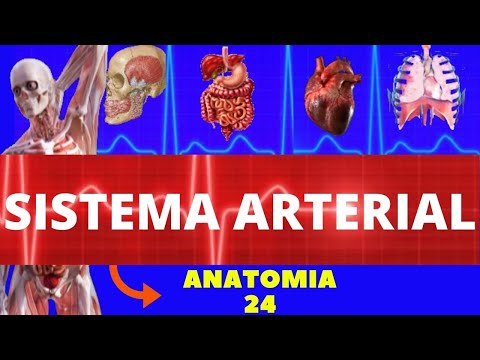 Vídeo: Artérias Do Corpo: Imagem, Anatomia, Definição E Muito Mais