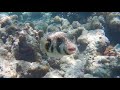 Ultimate Snorkelling Safari - Kuramathi House Reef, Rasdhoo Atoll, Maldives