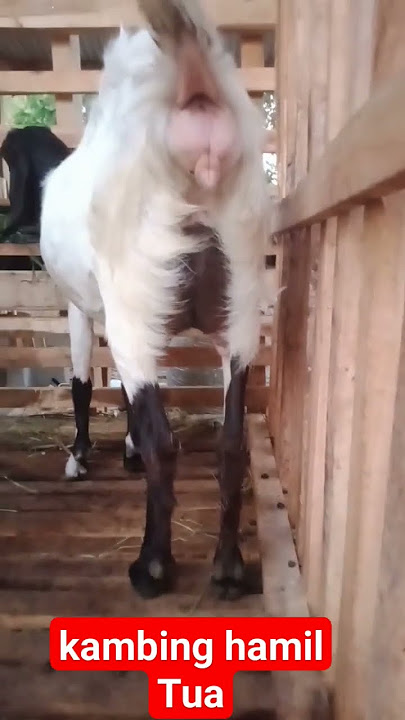 Panic or not⁉️Heavily Pregnant Goat #feed#goat#pregnant#shorts#shortvideo#respect