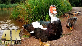 Feeding Ducks and Swans in the Evening - 4K Nature Relaxation Video - Muscovy Duck, Mallards, Swans