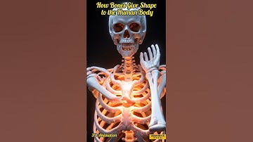 "Het skelet uitgelegd | Hoe botten het menselijk lichaam vormen"