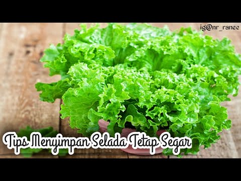 CARA MENYIMPAN SELADA BIAR AWET DAN TETAP SEGAR 2 MINGGU | How To Keep Lettuce fresh for 2 weeks