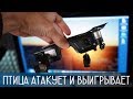 Квадрокоптер Mavic Air сбила птица. Моя история.