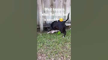 Naughty dog 🐕 😏 #puppy #video #2023 #beauty #cute #cutey #dog #love #dawgs #doggo #puppy #trend #lol