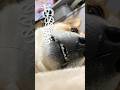 犬の悩みを解決してみた #犬 #柴犬 #shibainu