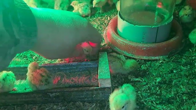 YouTube сайтында шешен сұлу әйелімен жыныстық қатынас Аналармен жыныстық қатынас