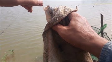 Câu cá Rô Phi bằng cần Tiny Titan 150L