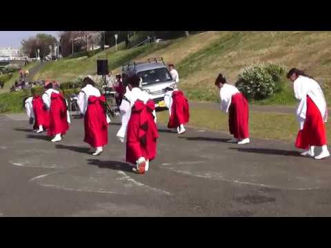 利根運河いい桜まつり'19 心羽流(しんばる) -  ひとひら 凱旋