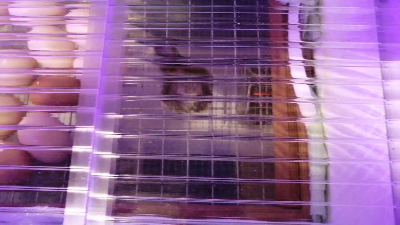 Матрица дели 72 Матрица дели 72