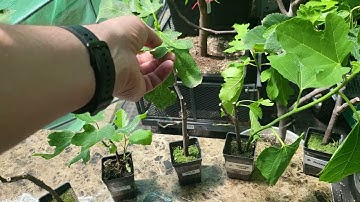 Figs, Figs & Spring are you ready?