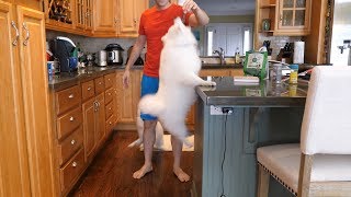 the puppy, who is very short and fat, has a knack for jumping quite...