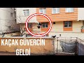 Güvercin üretimi Nasıl yapılır ? Kaçak posta geldi