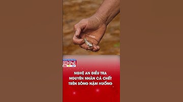 Nghệ An điều tra nguyên nhân cá chết trên sông Nậm Huống | Truyền Hình Đồng Nai #shorts