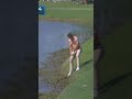 When in NOLA...the tarps come off 😭💀 #shorts #golf #pgatour