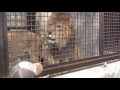 2017.2.26 宇都宮動物園☆ライオンファミリー【Lions】 の動画、YouTube動画。