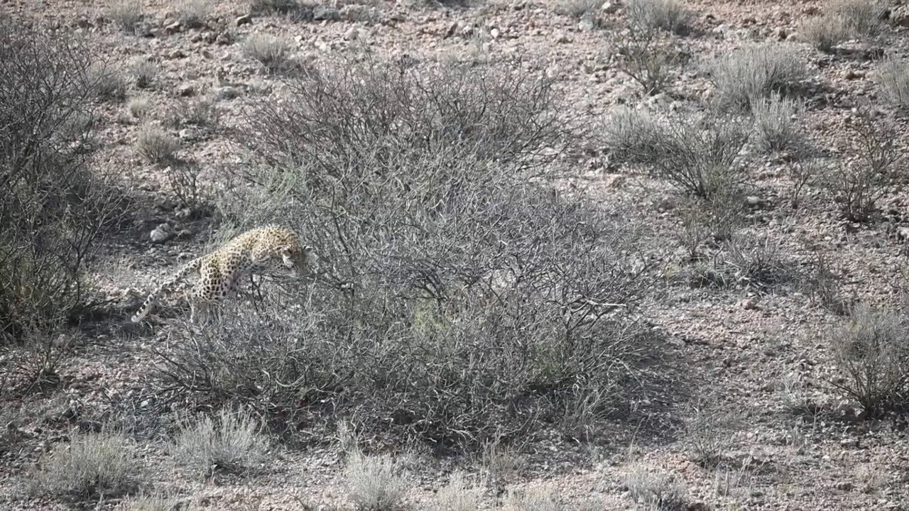 Mongoose running rings around a leopard - YouTube