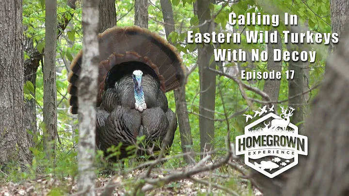 How to call and buddy hunt Eastern Wild Turkeys in...