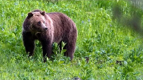 Grizzly attack prompts emergency closure south of Big Sky