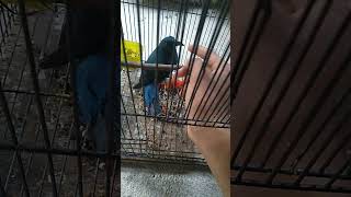 Download Lagu CUCAK BIRU JINAK MP3 Download Lagu CUCAK BIRU JINAK MP3