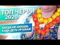 НА ВСЕ ВКУС И ЦВЕТ! ТОП-9 ТОМАТОВ ЧЕРРИ 2020