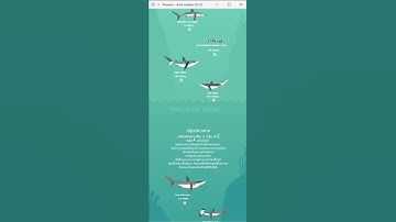 Shark (single page web design / mobile version)