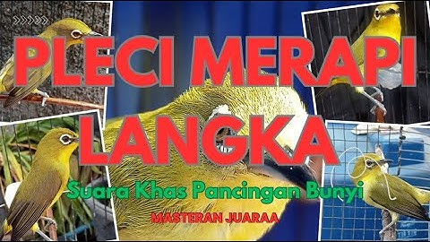 Pancingan Naikan Emosi Pleci Agar Buka Paruh Terapi Dengan Suara Ribut Saling Saut🔥 Tembakan Panjang
