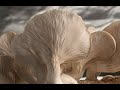 Oyster Mushroom Growth Time Lapse #Shorts