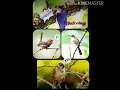 Masteran Ampuh Tembakan Suara Burung Ciblek Rambatan Prenjak Gereja Tarung Mp3 - Mp4 Download