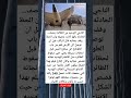 الناجي الوحيد من الطائرة يصف الحادثه بانها كانت مخيفه وإن الحظ وقف بجانبه قال الراكب قبل ان توصل