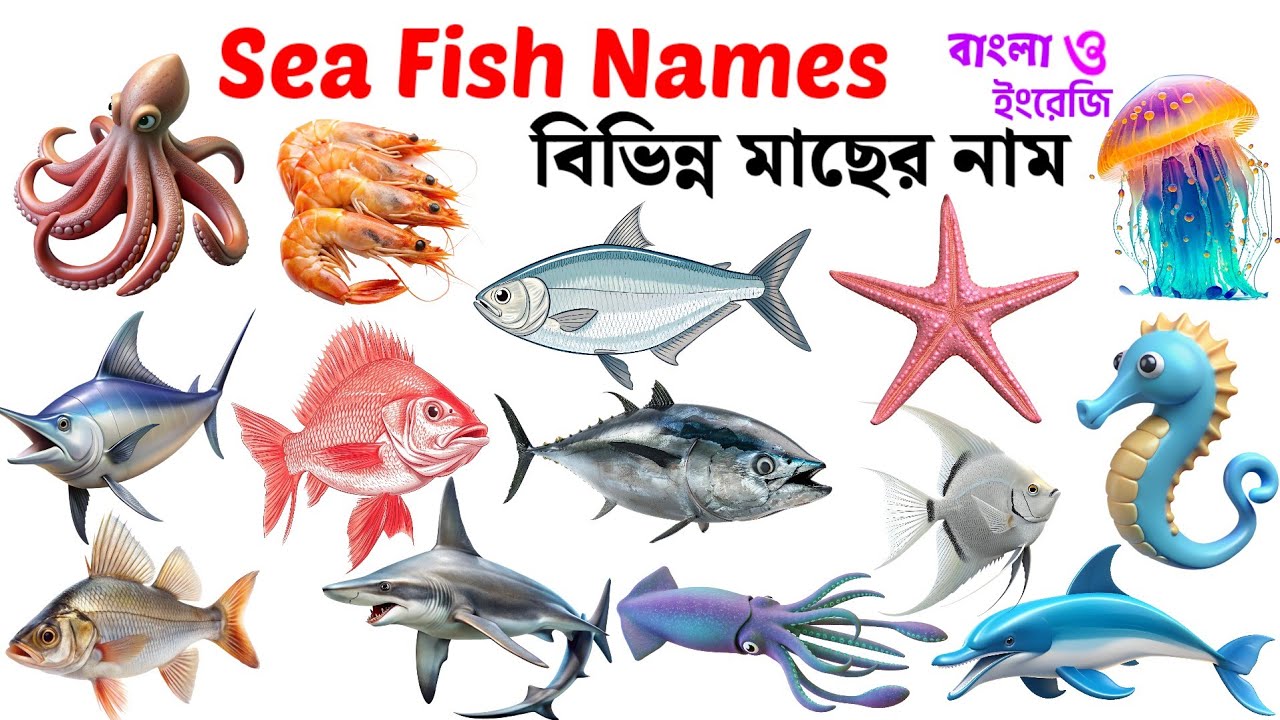 বিভিন্ন সামুদ্রিক মাছের নাম | Sea Fish Names in English & Bangla | Kids Learning Education