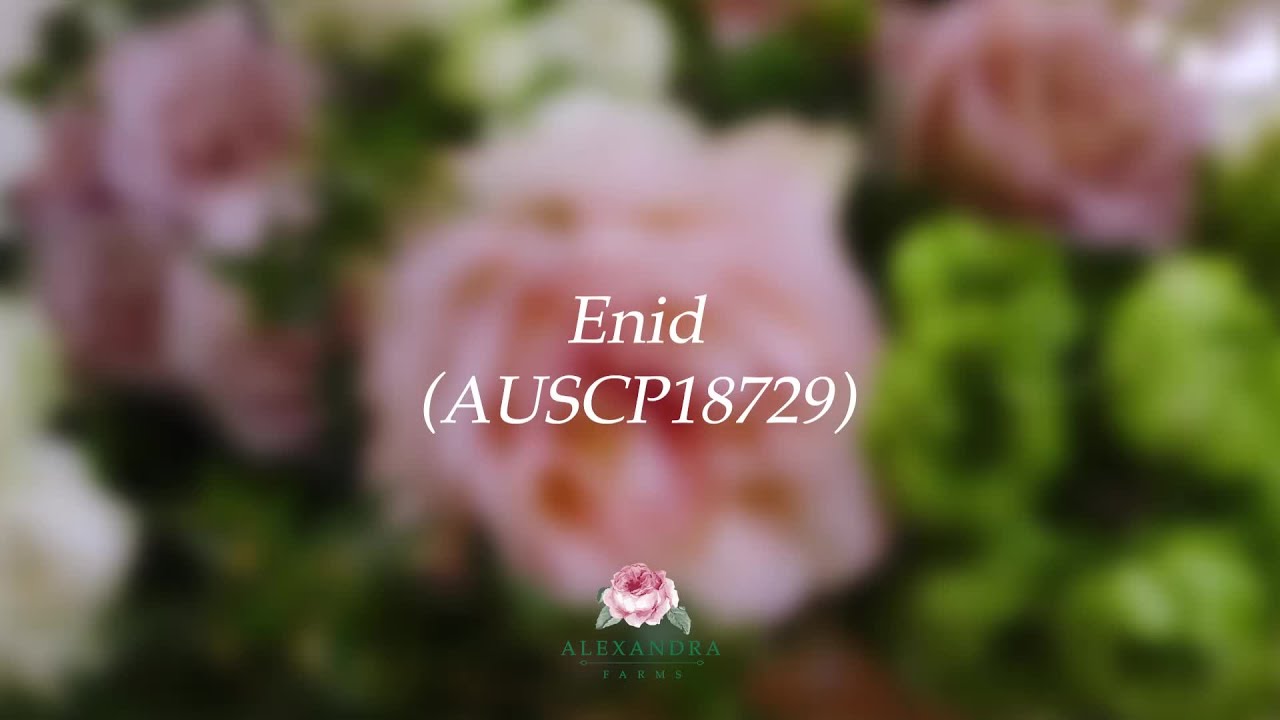 New Varieties 2025 - Enid (AUSCP18729)