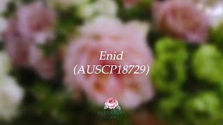 New Varieties 2025 - Enid (AUSCP18729)