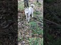 ВСТРЕЧА СО ЩЕНКОМ ЗСЛ!)