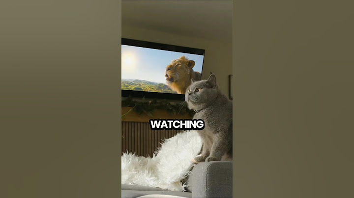 This Cat Thinks He’s Mufasa 🦁