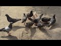 Голуби едят СЫРОЕ МЯСО! Pigeons eating fresh meat!