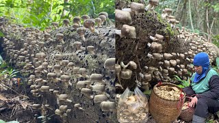 Magnificent dog? Flying request!! Dog with crushed mushrooms and peeled mushrooms, perfectly cook...