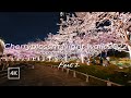 [4K] Japan night walk |Hanami|Tokyo | Cherry blossoms in Roppongi Midtown|東京 夜桜 2022 花見 散歩 六本木 Part2