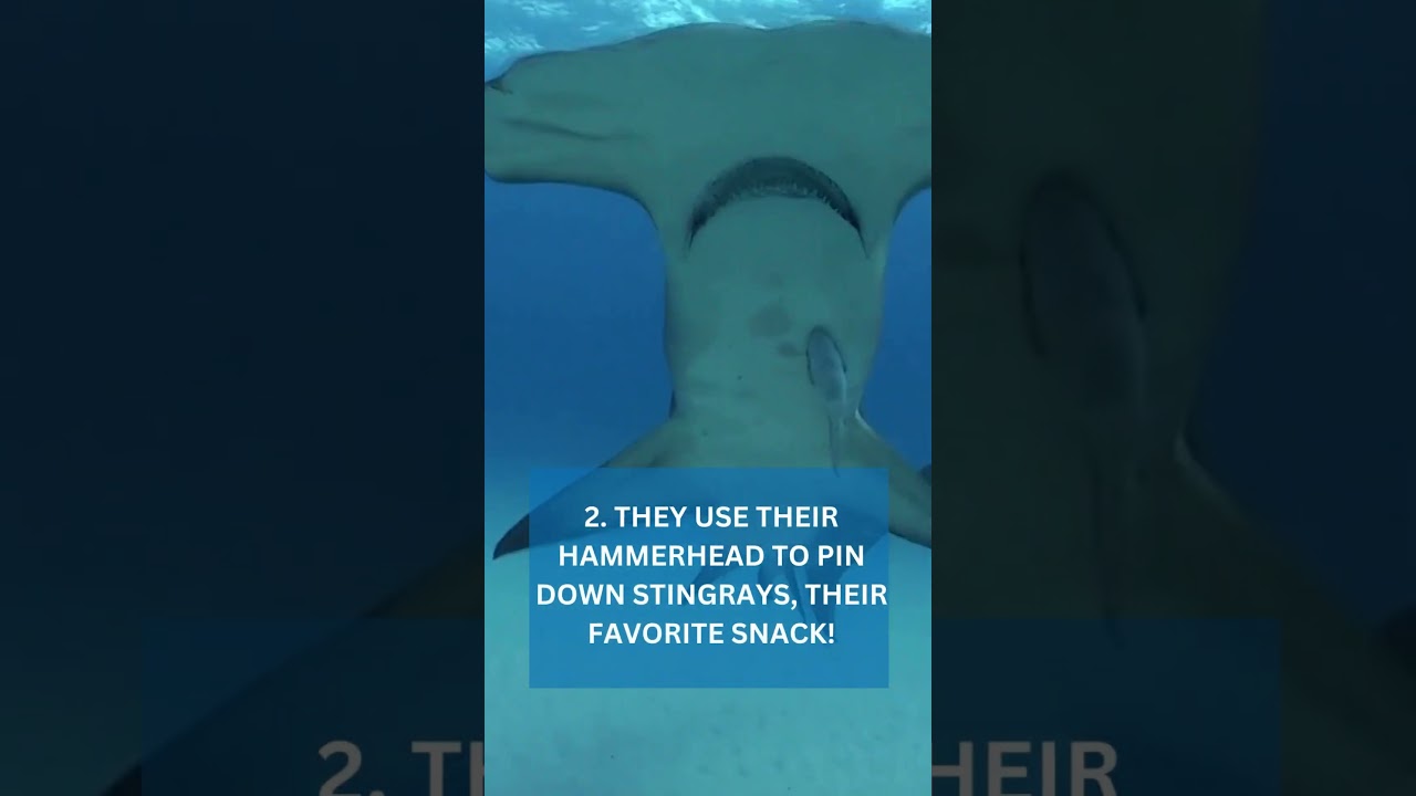 Great Hammerhead Shark Facts 